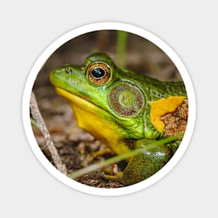 Big Ol' Green Frog Photograph Magnet